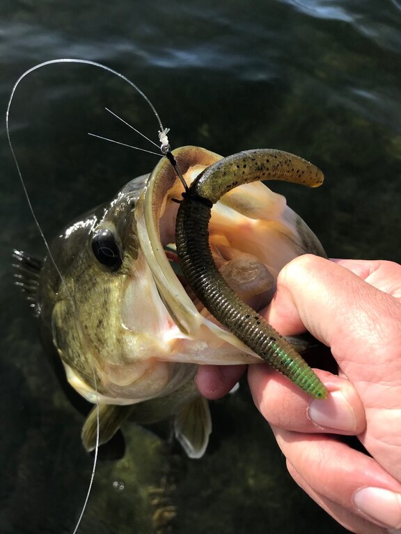 Skip Casting: Best (& Worst) Fishing Lures For Skipping Under