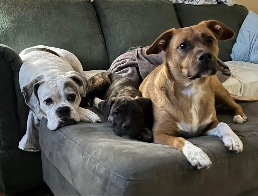 all 3 dogs.jpg